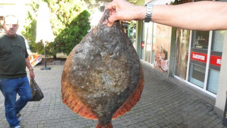 Снимка: Булфото архив