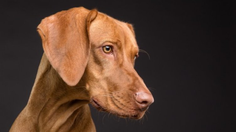 Снимка: Pixabay