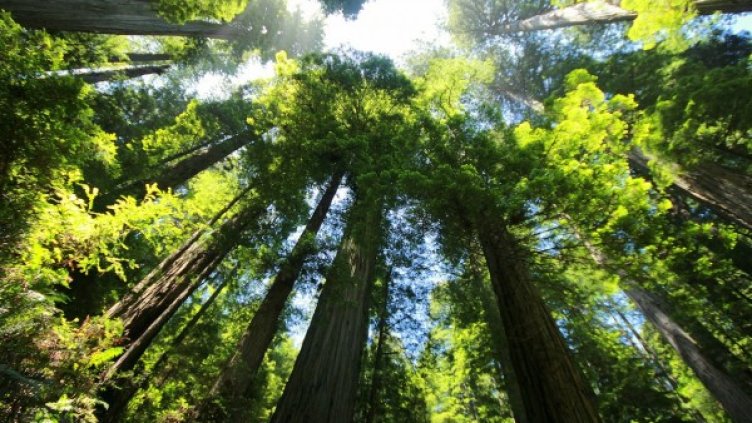 Снимка: Pixabay