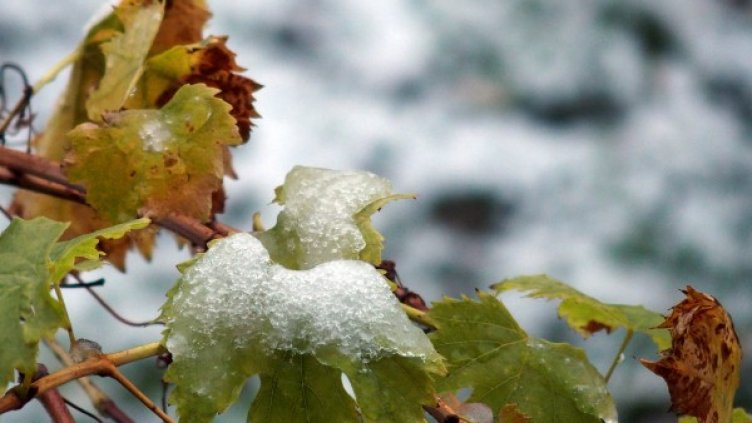 Снимка: БТА, архив