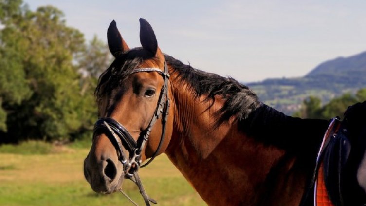 Снимка: Pixabay