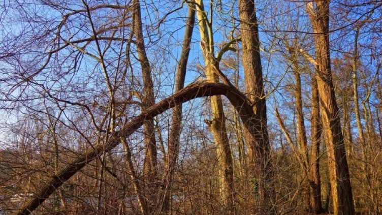 Снимка: Pixabay