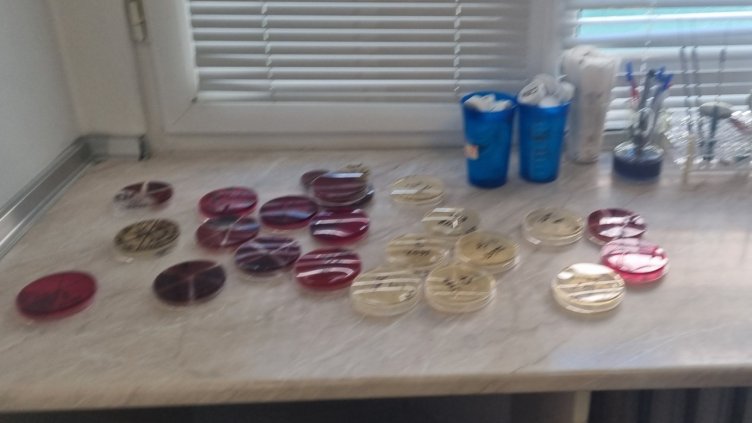 Снимка: архив, БГНЕС