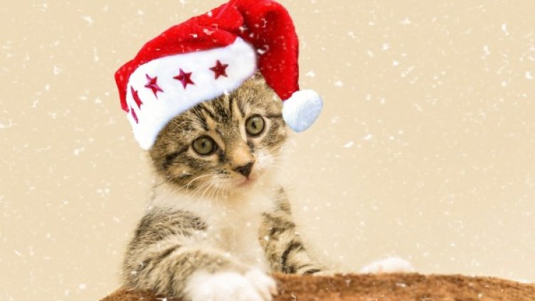 Снимка: Pixabay