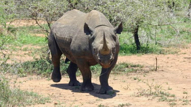 Снимка: Pixabay