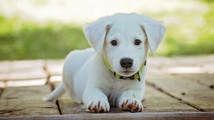 Снимка: Pixabay