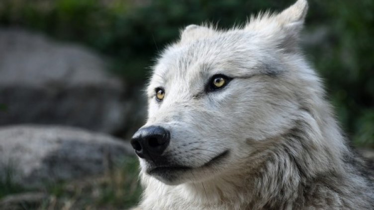 Снимка: Pixabay