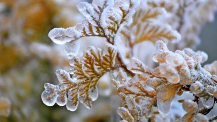 Снимка: архив, БулФото