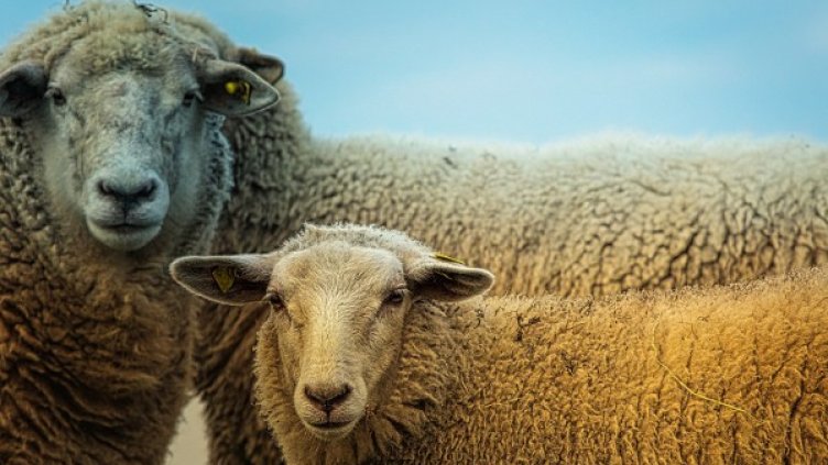 Снимка: Pixabay