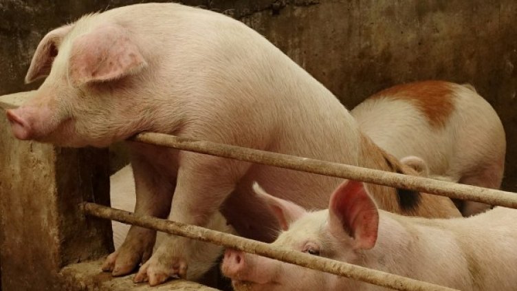 Снимка: Reuters, архив