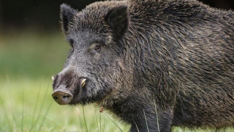 Снимка: Пиксабей