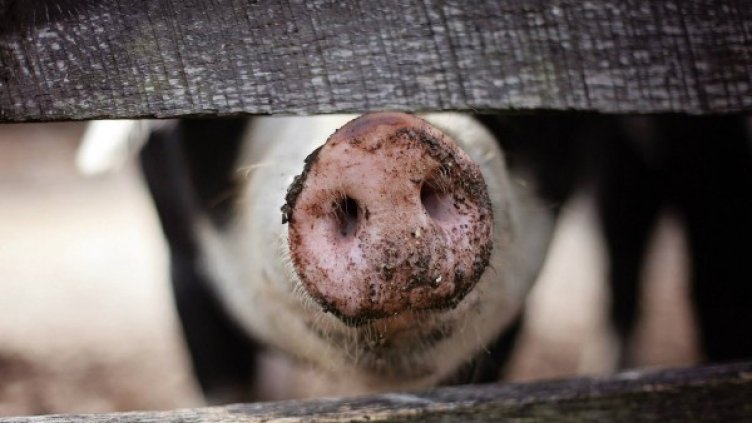 Снимка: Pixabay