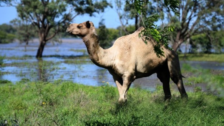 Снимка: архив, БГНЕС