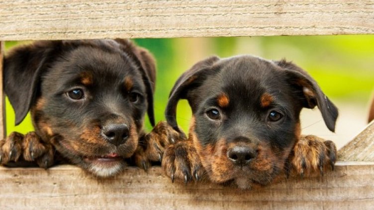 Снимка: Pixabay