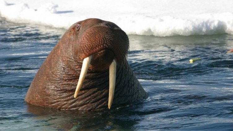 Снимка: Pixabay