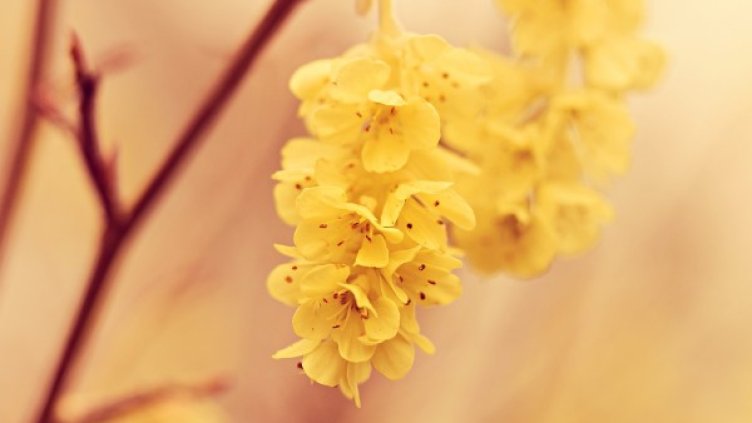 Снимка: Pixabay