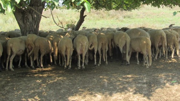 Снимка: архив, БГНЕС