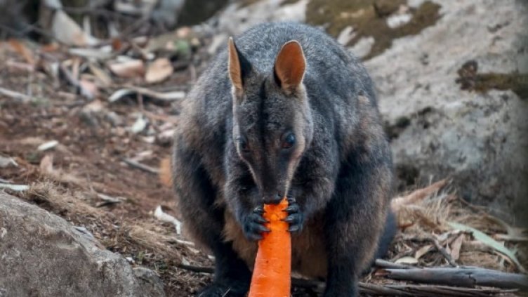 Моркови от хеликоптери за бедстващите животни в Австралия