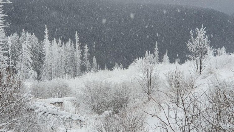 Снимка: архив Булфото