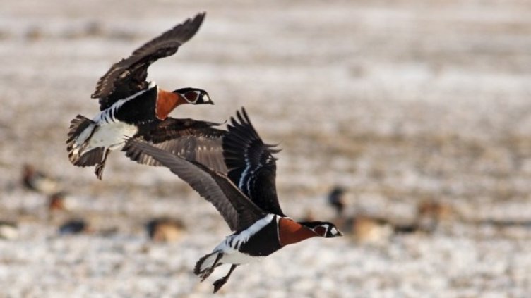 Снимка: БДЗП