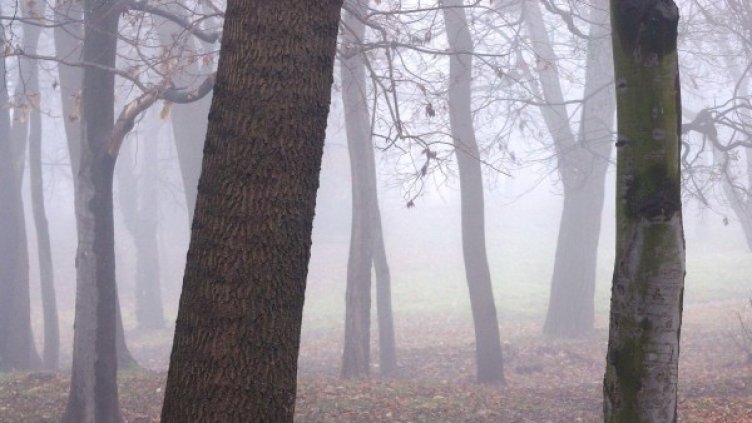 Архив: Булфото