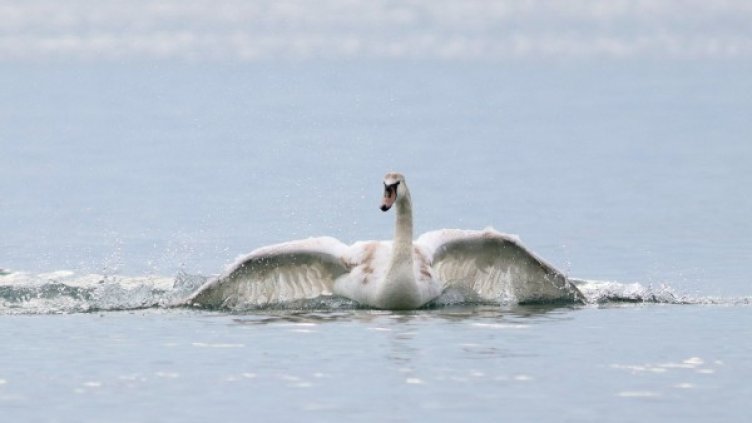 Снимка: Ирина Матеева