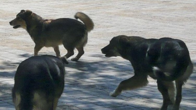 Архив: Булфото