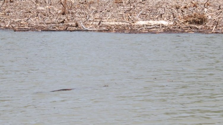 Снимка: архив, БГНЕС