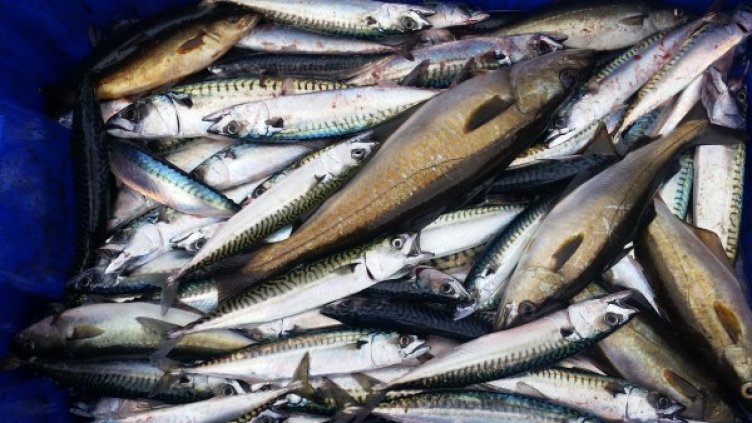 Снимка: Pixabay