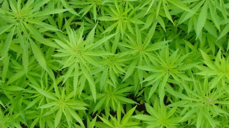 Архив: Булфото