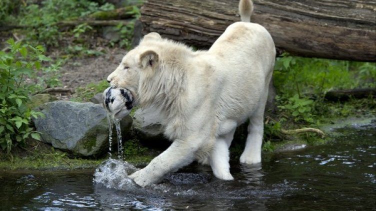Снимка: архив, БГНЕС
