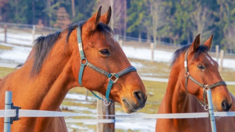 Снимка: Pixabay