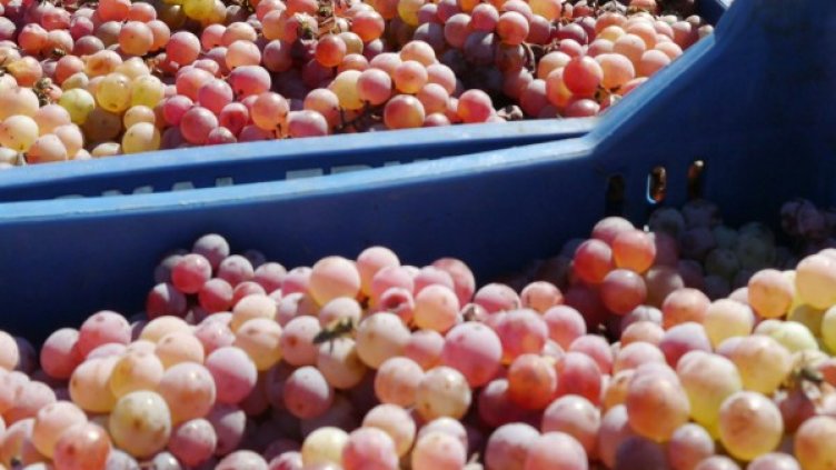 Снимка: Булфото, архив