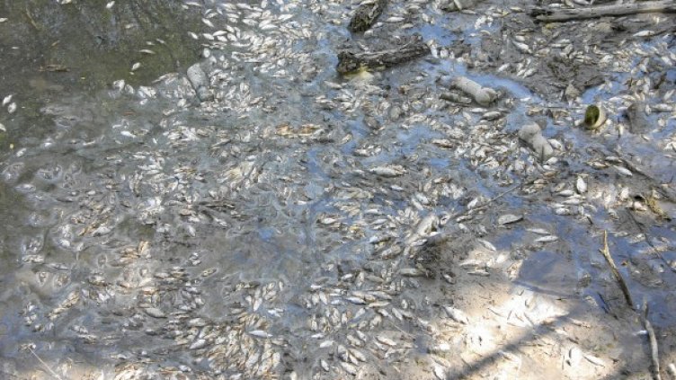 Снимка: БГНЕС