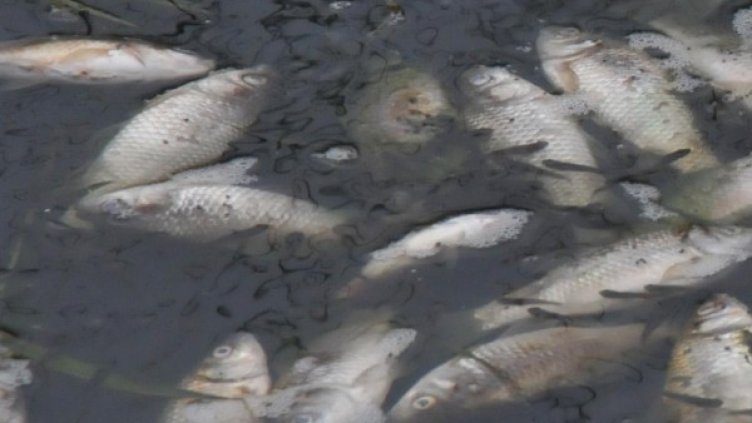 Снимка: Булфото, архив