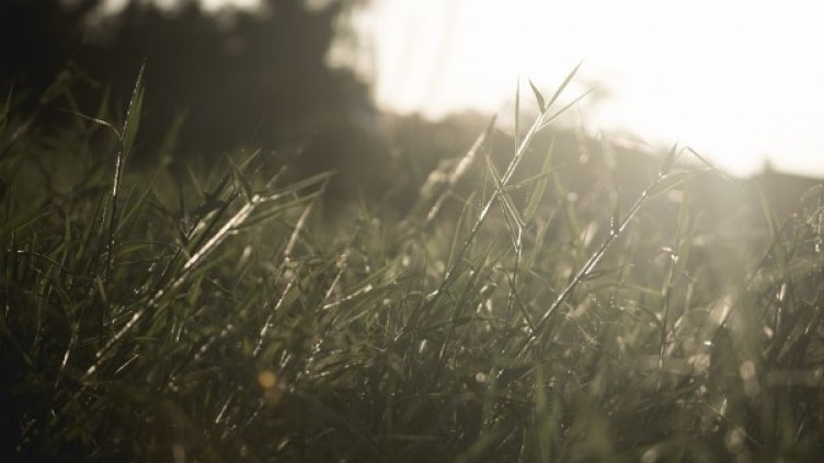 Снимка: Pixabay