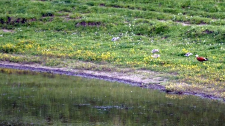 Снимка: БГНЕС