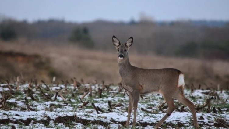 Снимка: pixabay