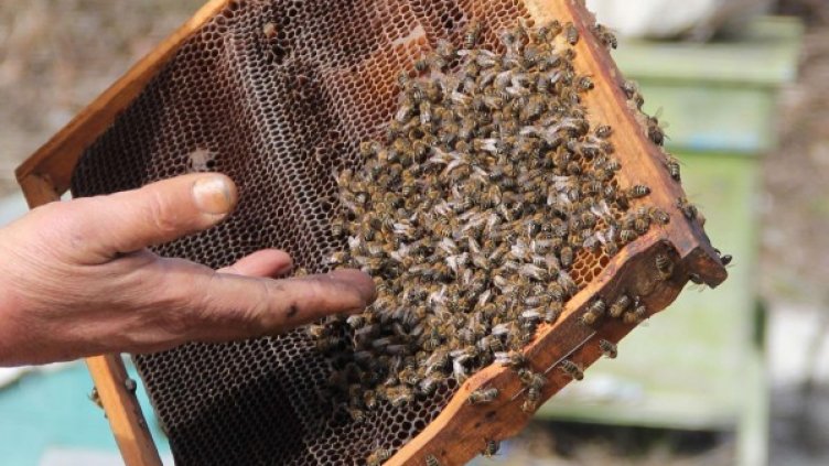 Архив: Булфото