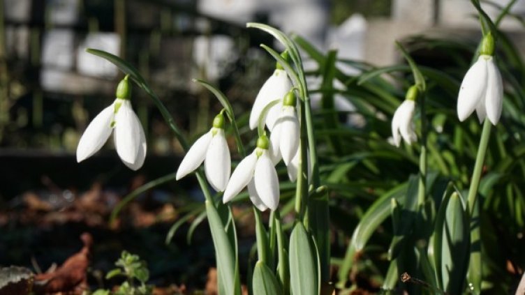 Снимка: Булфото