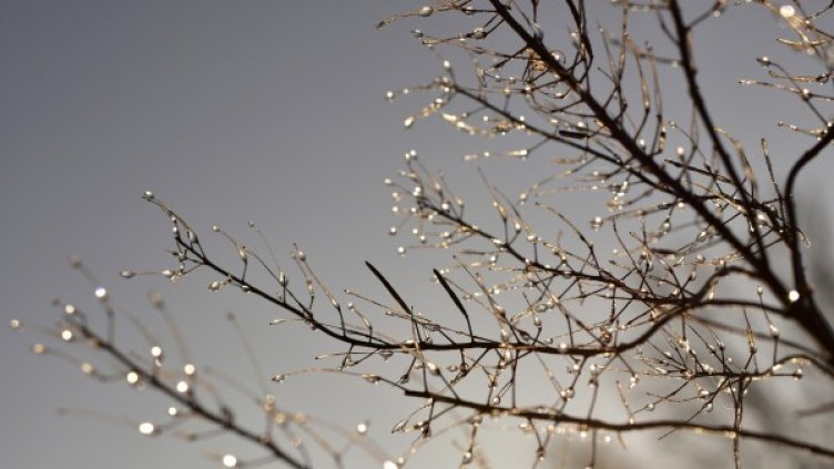 Снимка: Pixabay