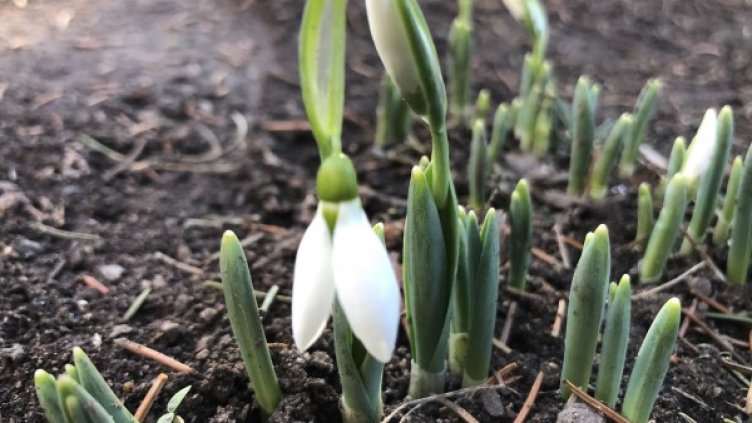 Снимка: БГНЕС