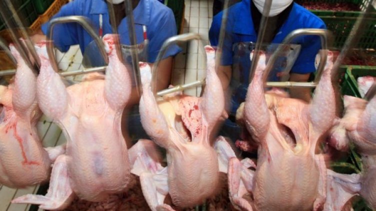 Снимка: архив, БГНЕС