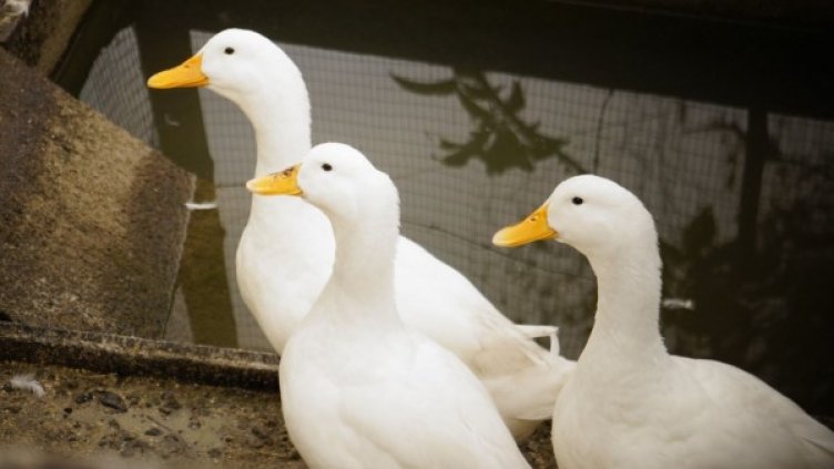 Снимка: Pixabay