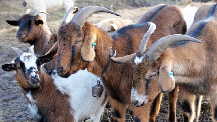 Снимка: Pixabay