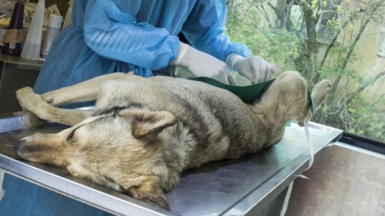 Снимка: БГНЕС