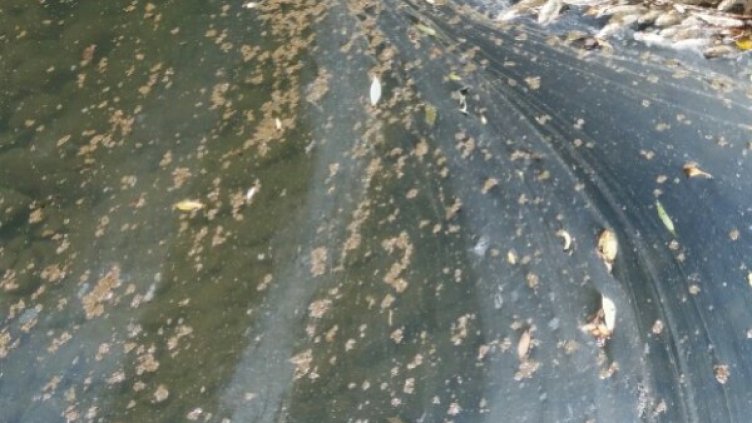 Снимка: архив, БГНЕС