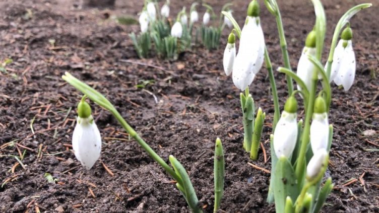 Снимка: архив, БГНЕС