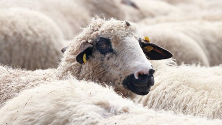 Снимка: Pixabay