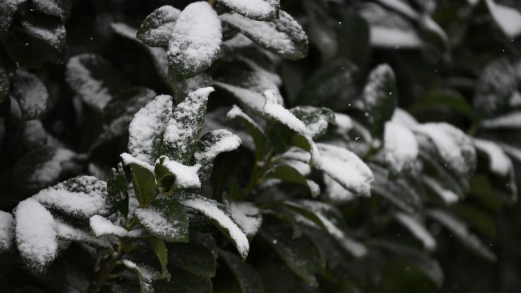 Снимка: архив, БГНЕС